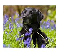 SanZez 5D Diamond Painting Kits for Adults Kids Black Labrador Dog Full Drill Rhinestone Diamond Art Painting Animals 30x40cm