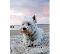 SanZez 5d Diamond Painting Kits Full Drill Paint by Number Kits Diamond Pictures Arts Craft for Home Wall Decor Adults and Kids-West Highland White Terrier, Animal 30x40cm