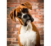 SanZez 5D Diamond Painting Rhinestones_Boxer Dog Diamond Painting_Crystal Rhinestones Diamond Embroidery Paintings Great for Home Wall Decor 40x40cm