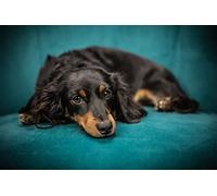 SanZez Black Dachshund - Paint by Numbers for Adults Children,DIY Digital Painting Arts Craft for Home Wall Decor Gifts 30x40cm
