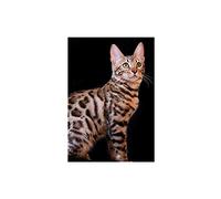 SanZez Diamond Painting,Bengal Cat Portrait Kitten Animal,5D Diamond Art Kits for Adults,Mosaic Crystal Craft Kits for Home Wall Decor 30x40cm