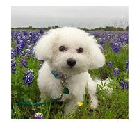 SanZez Diamond Painting,Bichon Frise Dog in Flowers,5D Diamond Art Kits for Adults,Mosaic Crystal Craft Kits for Home Wall Decor 30x40cm