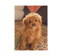 SanZez Diamond Painting,Cavapoo Puppy Animal,5D Diamond Art Kits for Adults,Mosaic Crystal Craft Kits for Home Wall Decor 30x40cm