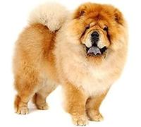 SanZez Diamond Painting,Chow Chow,5D Diamond Art Kits for Adults,Mosaic Crystal Craft Kits for Home Wall Decor 30x40cm