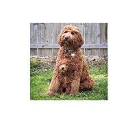 SanZez Diamond Painting,Dog Cockapoo,5D Diamond Art Kits for Adults,Mosaic Crystal Craft Kits for Home Wall Decor 30x40cm