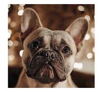 SanZez Diamond Painting,French Bulldog,5D Diamond Art Kits for Adults,Mosaic Crystal Craft Kits for Home Wall Decor 40x50cm