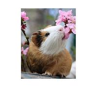 SanZez Diamond Painting,Guinea Pig Cute Animal,5D Diamond Art Kits for Adults,Mosaic Crystal Craft Kits for Home Wall Decor 30x40cm