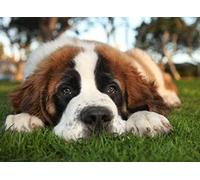 SanZez Diamond PaintingStBernard,5D Diamond Art Kits for Adults,Mosaic Crystal Craft Kits for Home Wall Decor 50x50cm