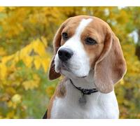 SanZez DIY 5D Diamond Painting Crystal Kits, Beagles Diamond Painting for Adults Glued Crafts for Bedroom Office Decor 40x40cm