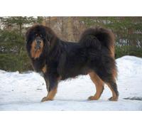 SanZez DIY 5D Diamond Painting Kits Tibetan Mastiff DIY Arts Craft for Home Wall Decor Birthday Gifts 30x40cm