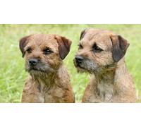 SanZez DIY Diamond Painting Kits Border Terrier Dogs Cross Stitch Kit Full Diamond Embroidery Wall Art Home Decoration Gift 30x40cm