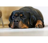 SanZez DIY Handmade 5D Diamond Painting Kit Sad Rottweiler Round Diamond Embroidery Picture Home Decor Wall Art 50x60cm