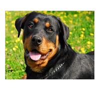 SanZez DIY Round Diamond Painting Rottweiler Dog Adult Full Craft 5D Mosaic Art Kit Wall Decor Home Gift 40x40cm