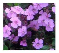 SAPONARIA Ocymoides 'TUMBLING TED' x 6 MEDIUM PLUG PLANTS