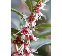 Sarcococca 'Winter Gem' 4. 6L White