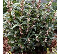Sarcococca 'Winter Gem' 4L Plant. Upright evergreen flowering shrub. Available from Bedwen Plants