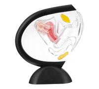 Sarini Transparent Human Uterus Model with Visible Uterine Structure for Educational Use Removable Teaching Model PVC Material Easy to Assemble and Install