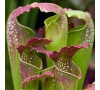 Sarracenia Smoorii | 20-30cm Potted Plants for Sale | Premium Fly Trap Gift