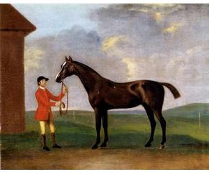 Sartorius Francis Captain Dennis O Kellys Basilimo Held By A Groom Pic2 A4 10x8 Photo Print Poster