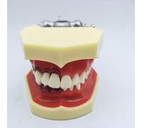 SaryEdge Dental Teeth Model, Dental Pathology Teeth Study Teaching Mode,Demonstration Mouth Model, for Teaching Study and Education Models,