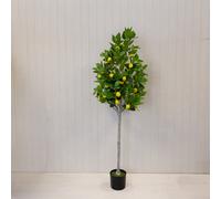 Satchville Artificial Lemon Tree With Pot