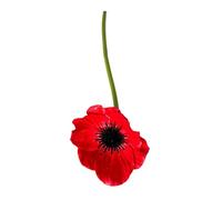 Saterkali Single Stem Artificial Flower Real Touch PU Material with Wrinkled Petals & 3D Stamens Elegant Floral Stem for Wedding Party Restaurant Home Table Centerpiece Decoration Red