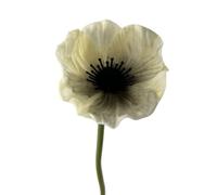 Saterkali Single Stem Artificial Flower Real Touch PU Material with Wrinkled Petals & 3D Stamens Elegant Floral Stem for Wedding Party Restaurant Home Table Centerpiece Decoration White Grey