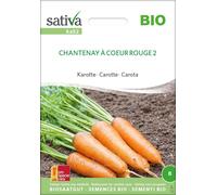 Sativa Organic Carrots "Chantenay à coeur rouge 2" - 1 Pkg