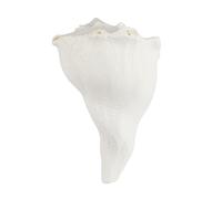 SATVIK 13.7 cm Dakshinavarti Shankh for Wealth & Prosperity - Natural Right Handed Conch Shell for Pooja - Vastu & Spiritual Décor