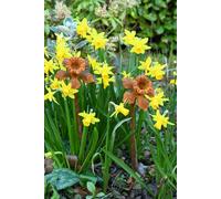 Savage Works Rusty Metal Daffodil Flower - Three sculptures