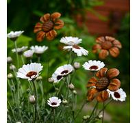 Savage Works Rusty Metal Daisy - One