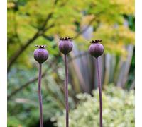 Savageworksuk Handcrafted Wavy Poppy Seedhead Metal Garden Ornament - 1M Mild Steel
