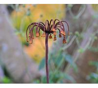Savageworksuk Sicilian Honey Garlic Rusty Metal Flower Ornament 1M Tall With 13Cm Head