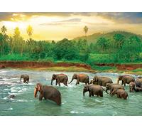Save our Planet Collection - Rain Forest