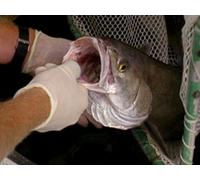 Saving Sea Bass: Inside the Hubbs-Sea World Hatchery | Part 2