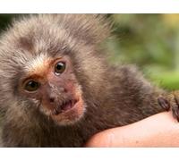 Saving the Rainforest / The Crater and the Equator