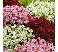 Saxifraga Mix Alpines Garden Ready Flowers Ready to Plant Perennials 6 Pack