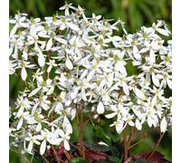 Saxifrage ‘Dancing Pixies Thea’. Plug Plant x 3. Star shaped, white flowers. Available from Bedwen Plants