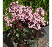 Saxifrage ‘Dancing Pixies Tilda’. Plug Plant x 3. Star shaped, pink flowers. Available from Bedwen Plants