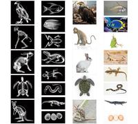 Saypacck 13 Pcs Animal X-Ray Set with 13 Pcs Animals Flash Cards Educational Science Kits