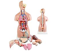 SBCGFY Human Torso Model 55Cm Human Anatomy Torso Model 3D Anatomical Assembly Model of Human Organs 19 PCS Removable Organs School Medical Education Display