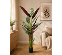 SC FURNITURE LIMITED Artificial Calathea Plant Tree 170Cm Lxg256W