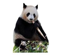 SC4593 Giant Panda Eating Cardboard Cut Out Height 124cm - Ideal for Animal Theme, Parties, Birthdays & Fans, Room Decorations & Events