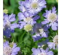 Scabiosa Butterfly Blue Pollinator Perennial 9cm/2L, 1.5L