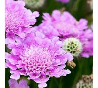 Scabious 'Pink Mist' 9cm/2L, 3 x 1.5L Pots