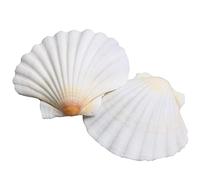 Scallop Shell Natural Seashell from Sea Beach for DIY Craft Decor 1 Box (50 pcs) (White2)