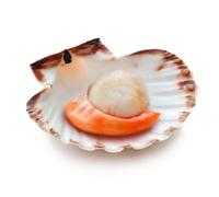 Scallops Scotland 500gr | Fish and Seafood Seasoning Set Included