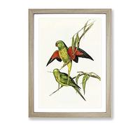 Scaly Breasted Lorikeet Birds By Elizabeth Gould Vintage Framed Wall Art Print, Ready to Hang Picture for Living Room Bedroom Home Office Décor, Oak A3 (34 x 46 cm)
