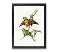 Scaly Breasted Lorikeet Birds By Elizabeth Gould Vintage Framed Wall Art Print, Ready to Hang Picture for Living Room Bedroom Home Office Décor, Black A4 (34 x 25 cm)