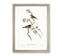 Scarlet Breasted Robin Birds By Elizabeth Gould Vintage Framed Print | A2 Oak Framed Wall Art | Ready to Hang | Classic Animal Picture | Living Room Bedroom Lounge Office